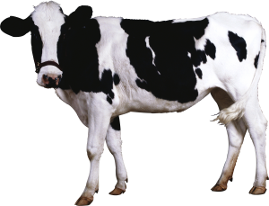 vache